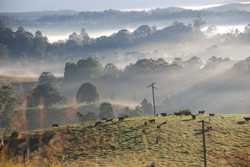 Cows at dawn in Austalia