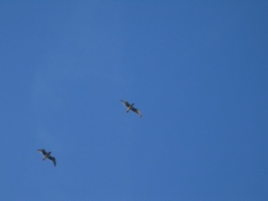 Image of birds flying in blue sky