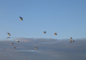 Seagulls on Hornby Island